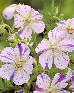 Geranium Akaton